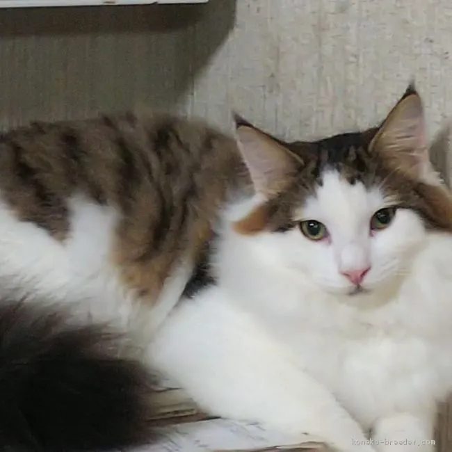 ID:2009-00462の子猫