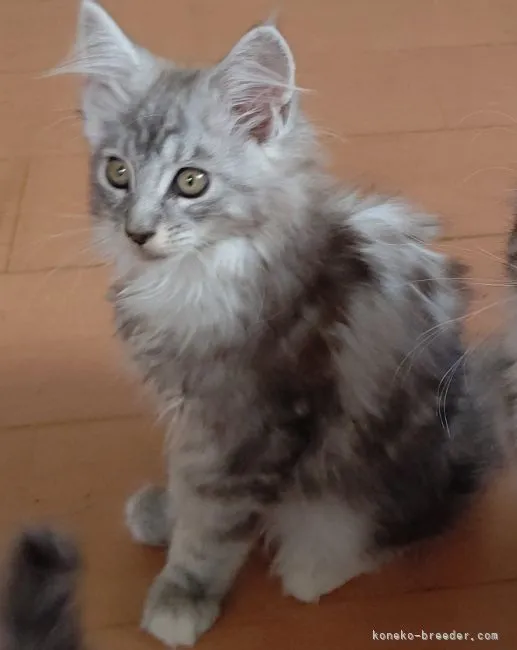 ID:2107-01839の子猫