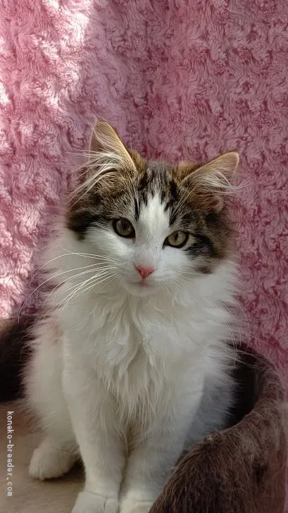 ID:2012-01221の子猫