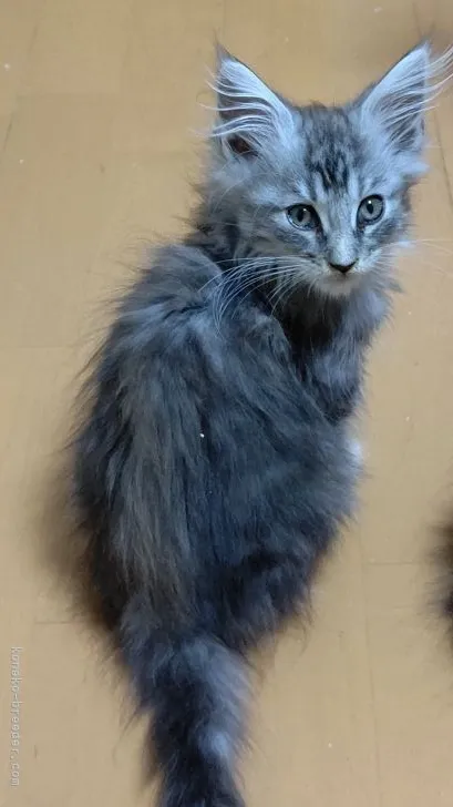 ID:2112-00454の子猫