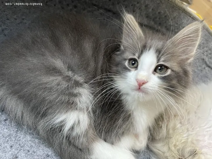 ID:2111-01974の子猫
