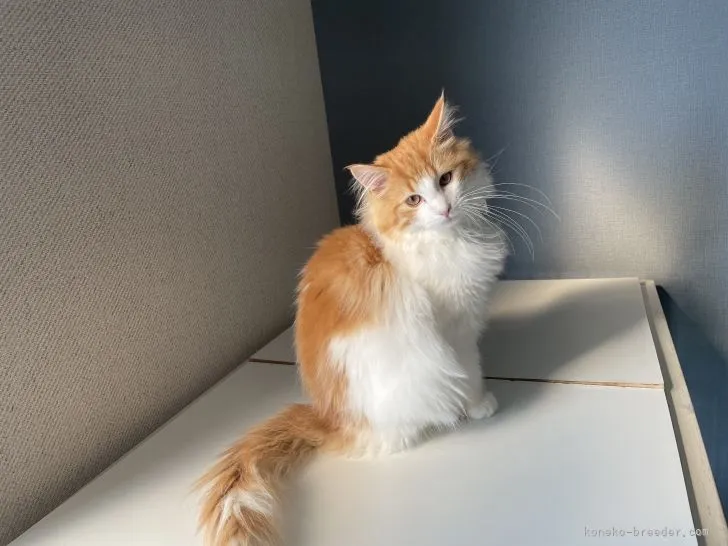 ID:2201-01062の子猫