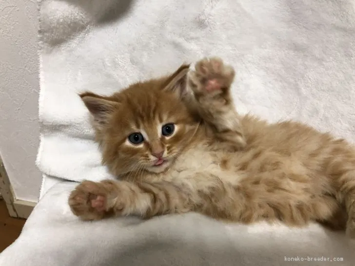 ID:2004-02240の子猫