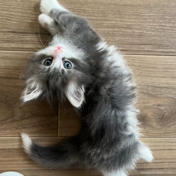 ID:2404-01810の子猫