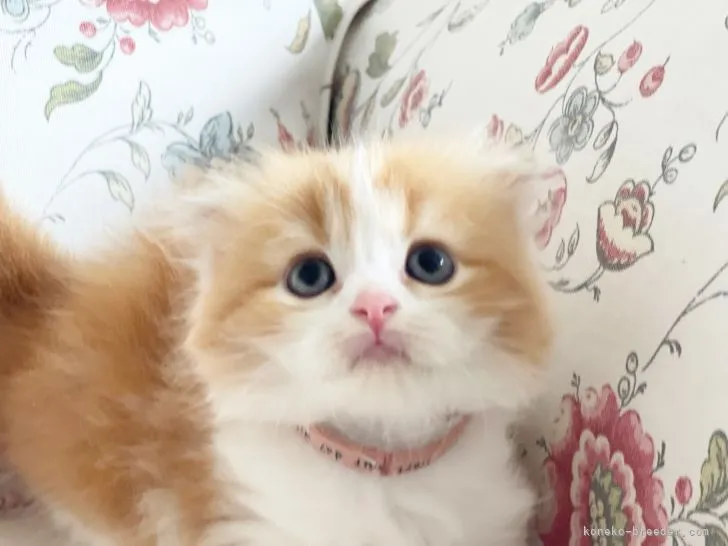 ID:2107-02536の子猫