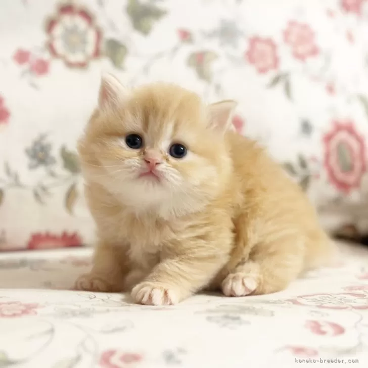 ID:2312-00055の子猫