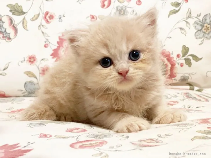 ID:2108-00661の子猫