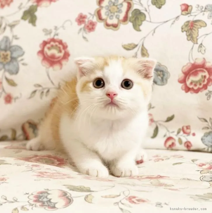 ID:2210-01725の子猫