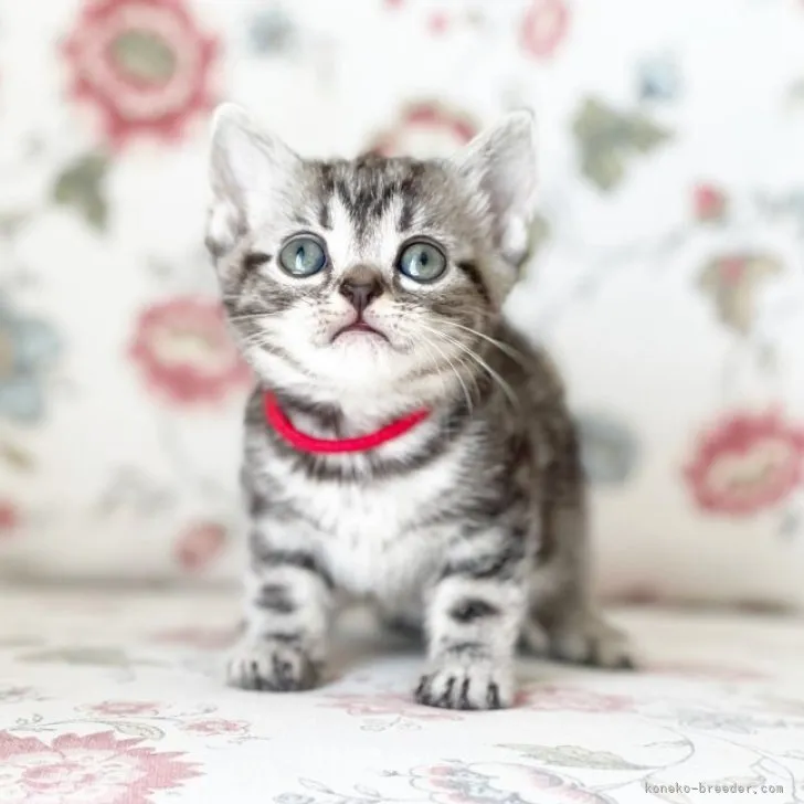 ID:2303-01454の子猫