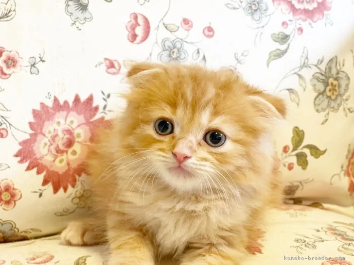 ID:2110-01938の子猫