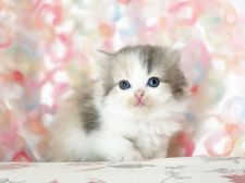 ラガマフィンの子猫を探す 専門ブリーダー直販の子猫販売 みんなの子猫ブリーダー