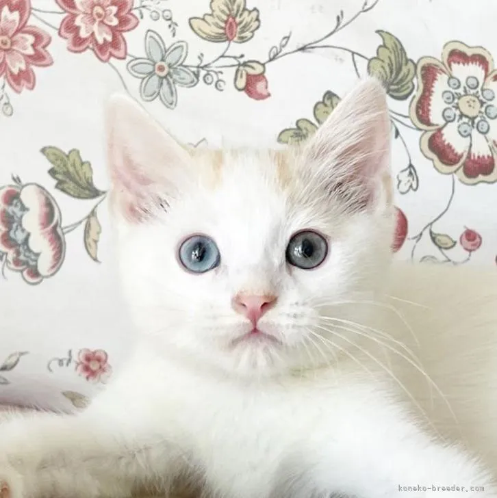 ID:2207-03236の子猫