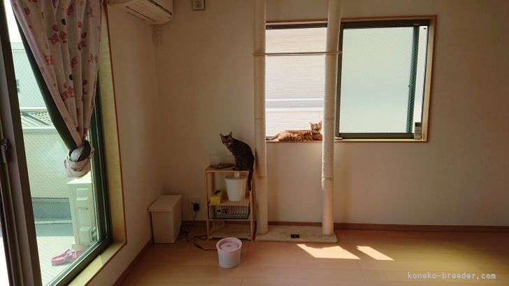 男の子達のお部屋です。基本的にフリーでのびのび遊んでます^ ^｜坂口　友佳子(さかぐち　ゆかこ)ブリーダー(大阪府・ベンガル・TICA/ACC登録)の紹介写真3