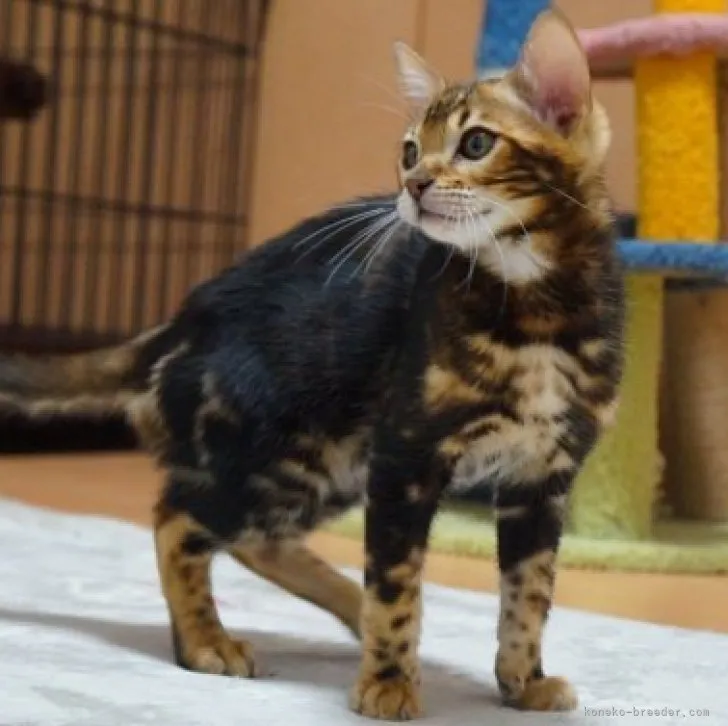 ID:2305-03728の子猫