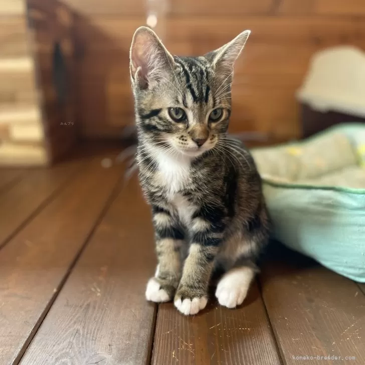 ID:2407-00409の子猫
