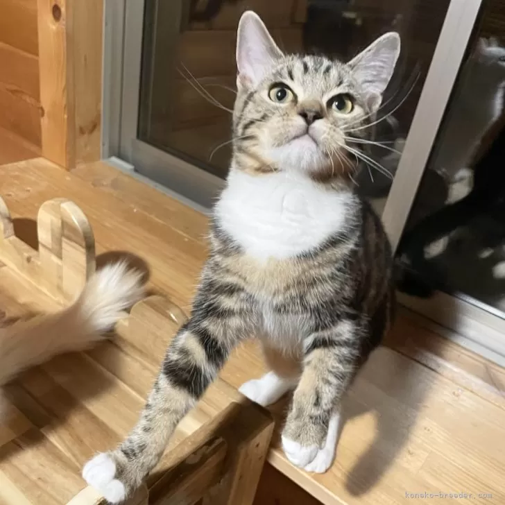ID:2407-00366の子猫