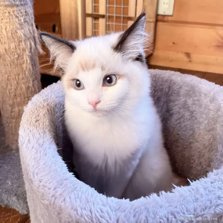 ID:2408-00570の子猫
