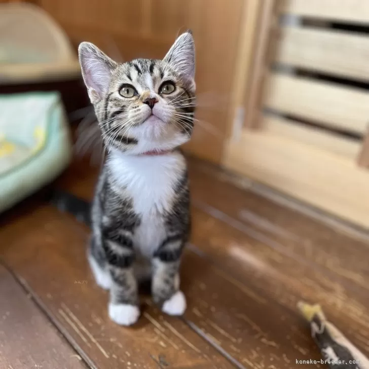 ID:2407-00363の子猫