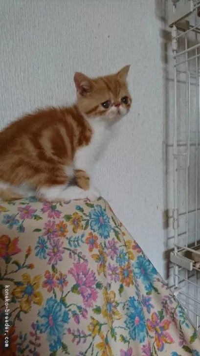 ID:1811-00145の子猫