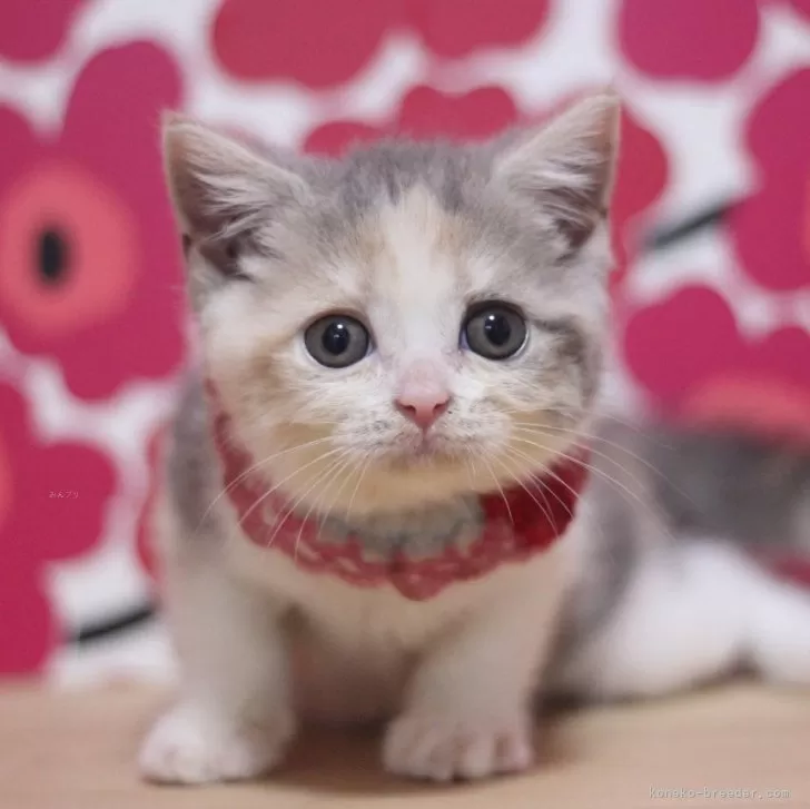 ID:2408-00019の子猫