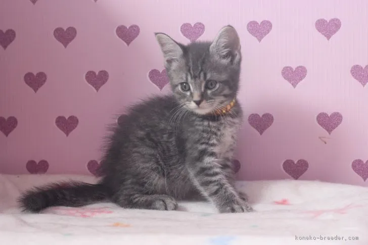 ID:1705-00780の子猫