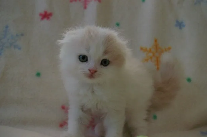 ID:1409-00239の子猫