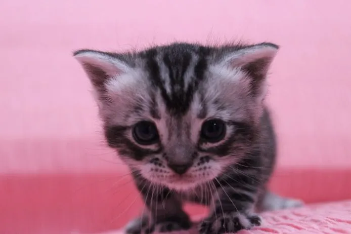 ID:1502-00012の子猫