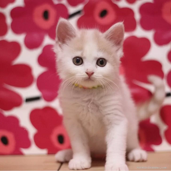 ID:2411-01496の子猫