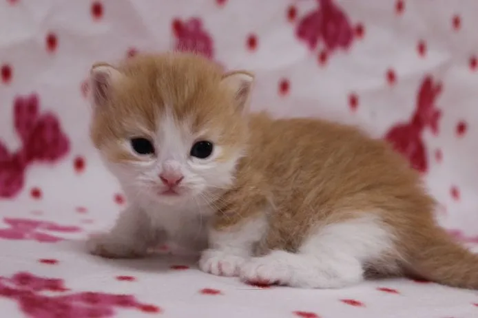 ID:1412-00177の子猫