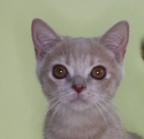 ID:1410-00018の子猫