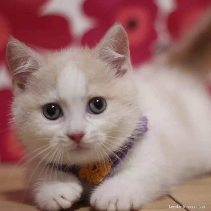 ID:2411-00740の子猫
