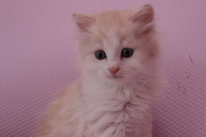 ID:1504-00164の子猫