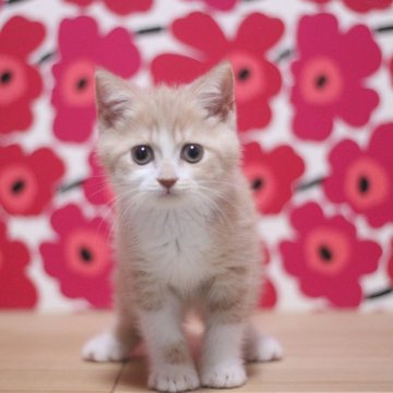 マンチカン(長足)【東京都・男の子・2024年5月30日・クリームタビー&ホワイト】の写真「とても可愛い足長の男の子です♥」