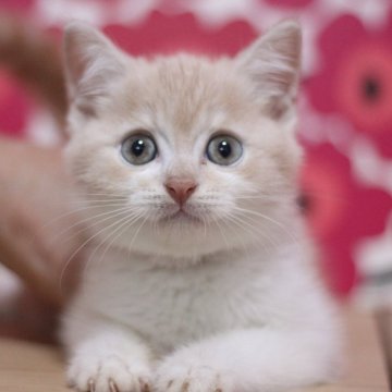 マンチカン(長足)【東京都・男の子・2024年6月28日・クリームタビー&ホワイト】の写真「とっても可愛い足長の男の子です♥」