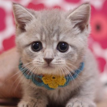 マンチカン(長足)【東京都・男の子・2024年9月28日・ライラック】の写真「とても可愛い足長の男の子です♥」