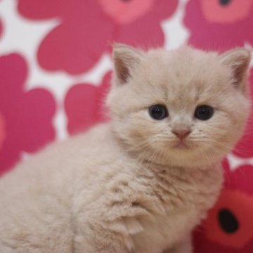 マンチカン(長足)【東京都・女の子・2023年7月7日・クリームタビー】の写真「とってもまん丸で可愛いの足長の女の子です♥」