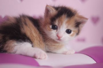 マンチカン【東京都・女の子・2017年7月13日・キャリコ】の写真「超短足の女の子です♥」