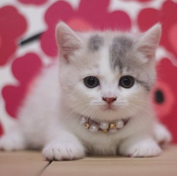 マンチカン(短足)【東京都・女の子・2024年6月7日・ダイリュートキャリコ】の写真「とても可愛い短足の女の子です♥」