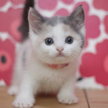 マンチカン(長足)【東京都・女の子・2024年8月16日・ダイリュートキャリコ】の写真「とても可愛い足長の女の子です♥」