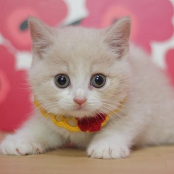 マンチカン(長足)【東京都・男の子・2024年8月10日・クリームタビー&ホワイト】の写真「可愛い足長の男の子です♥」