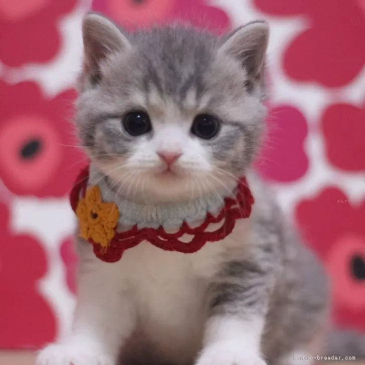 ID:2502-00367の子猫