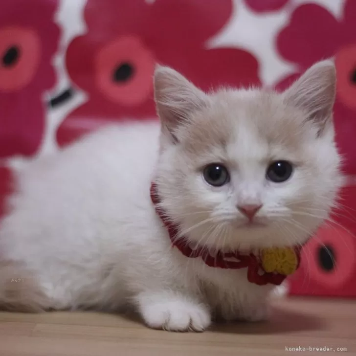 U-Suke 様のお迎えした子猫