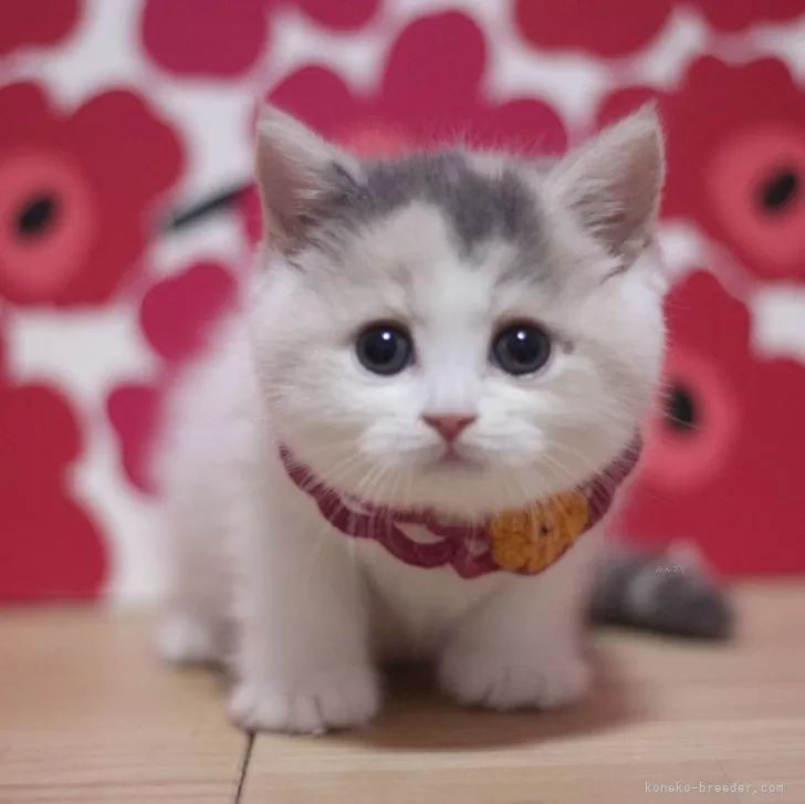 なおちゃん 様のお迎えした子猫