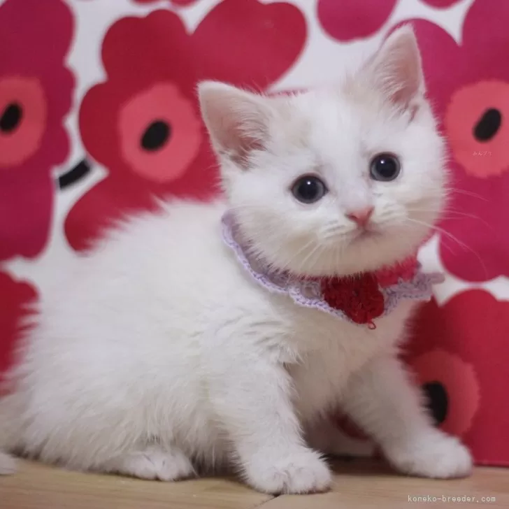 ID:2504-01848の子猫