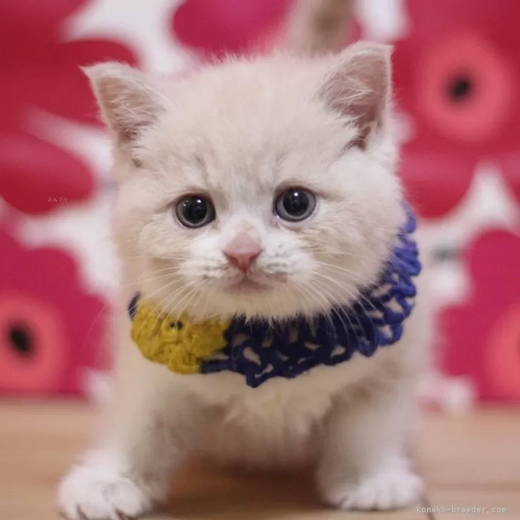 ID:2504-01111の子猫