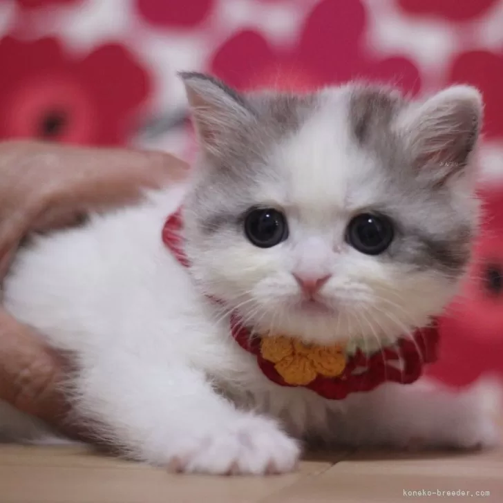 ID:2501-02342の子猫