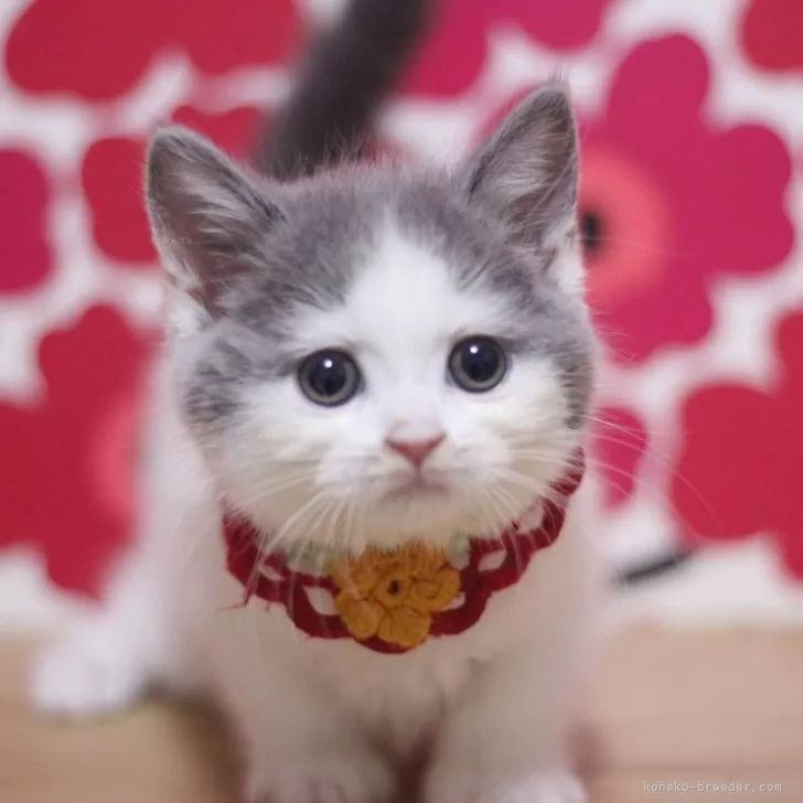 ID:2504-01838の子猫