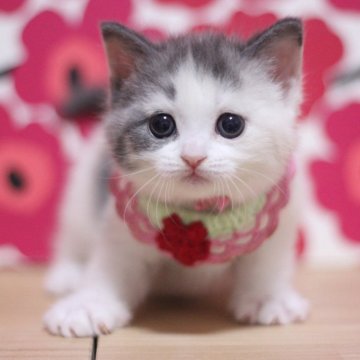 マンチカン(長足)【東京都・女の子・2025年2月13日・ダイリュートキャリコ】の写真「とっても可愛い足長の女の子です♥」