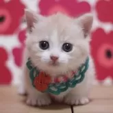 マンチカン(短足)