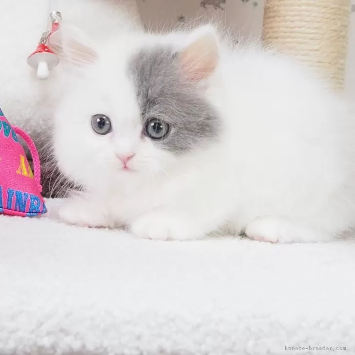 ID:2404-03658の子猫